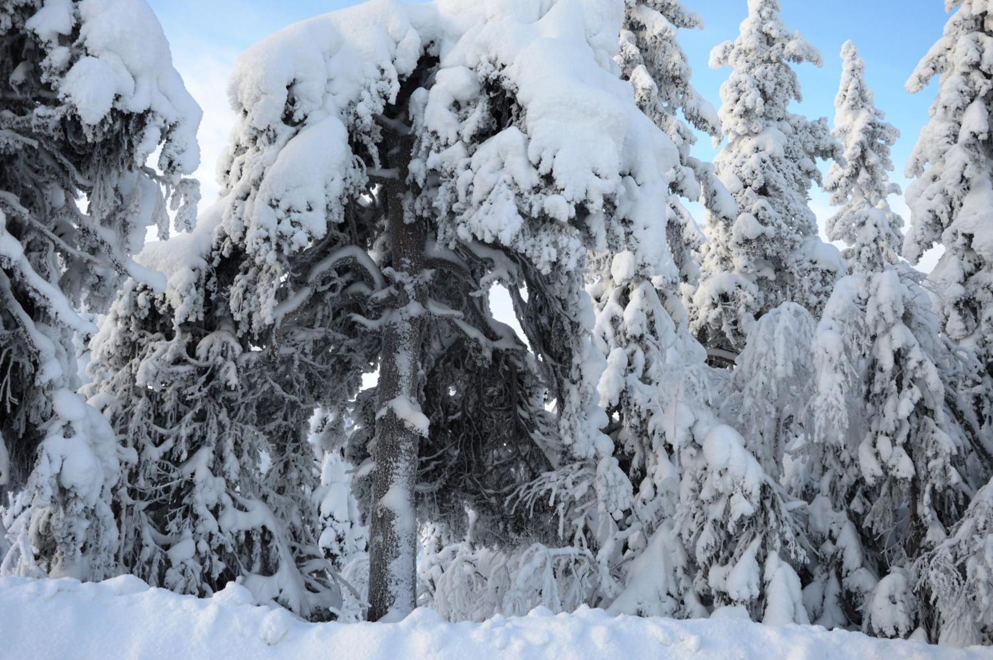 Hytte Anno 1721 Uten Internett, Strom, Vann - Men Med Rodmalt Utedo Ljørdal Exteriör bild
